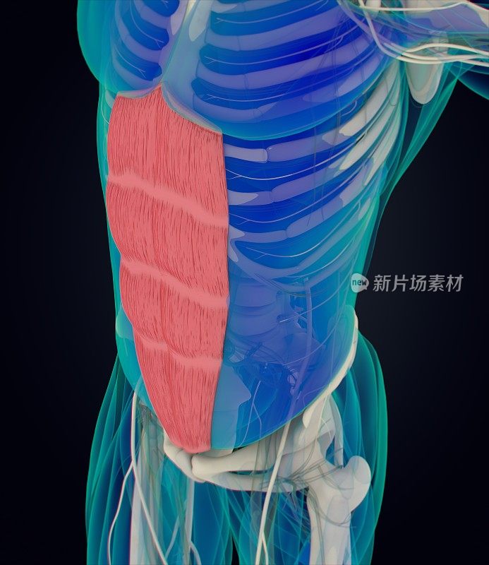 腹直肌，腹肌，人体解剖学。3 d演示。